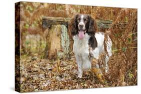 English Springer Spaniel Standing in Ferns-null-Stretched Canvas