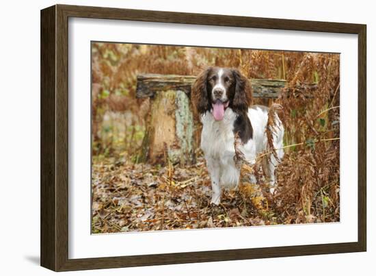 English Springer Spaniel Standing in Ferns-null-Framed Photographic Print