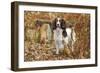 English Springer Spaniel Standing in Ferns-null-Framed Photographic Print