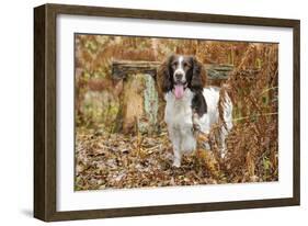 English Springer Spaniel Standing in Ferns-null-Framed Photographic Print