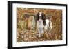 English Springer Spaniel Standing in Ferns-null-Framed Photographic Print