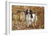 English Springer Spaniel Standing in Ferns-null-Framed Photographic Print