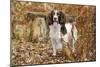 English Springer Spaniel Standing in Ferns-null-Mounted Photographic Print