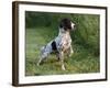 English Springer Spaniel, Wet and Alert, USA-Lynn M^ Stone-Framed Photographic Print