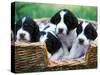 English Springer Spaniel-Adriano Bacchella-Stretched Canvas