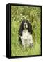 English Springer Spaniel-null-Framed Stretched Canvas