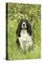 English Springer Spaniel-null-Stretched Canvas