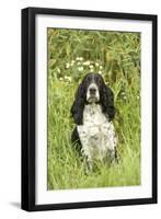 English Springer Spaniel-null-Framed Photographic Print