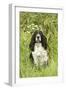 English Springer Spaniel-null-Framed Photographic Print