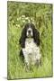 English Springer Spaniel-null-Mounted Photographic Print