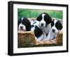 English Springer Spaniel-Adriano Bacchella-Framed Photographic Print