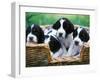 English Springer Spaniel-Adriano Bacchella-Framed Photographic Print