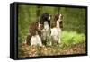 English Springer Spaniels in Woodland-null-Framed Stretched Canvas