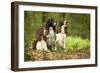 English Springer Spaniels in Woodland-null-Framed Photographic Print