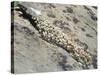 English Stonecrop Growing in a Crack in a Rock in the Spanish Pyrenees, Catalonia-Inaki Relanzon-Stretched Canvas