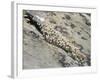 English Stonecrop Growing in a Crack in a Rock in the Spanish Pyrenees, Catalonia-Inaki Relanzon-Framed Photographic Print