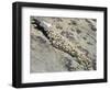 English Stonecrop Growing in a Crack in a Rock in the Spanish Pyrenees, Catalonia-Inaki Relanzon-Framed Photographic Print