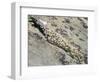 English Stonecrop Growing in a Crack in a Rock in the Spanish Pyrenees, Catalonia-Inaki Relanzon-Framed Photographic Print