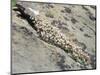 English Stonecrop Growing in a Crack in a Rock in the Spanish Pyrenees, Catalonia-Inaki Relanzon-Mounted Photographic Print