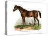 English Thoroughbred Horse, 1860-null-Stretched Canvas