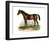 English Thoroughbred Horse, 1860-null-Framed Giclee Print