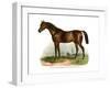 English Thoroughbred Horse, 1860-null-Framed Giclee Print