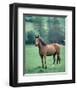 English thoroughbred horse-null-Framed Art Print