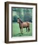 English thoroughbred horse-null-Framed Art Print