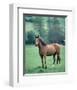 English thoroughbred horse-null-Framed Art Print