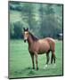 English thoroughbred horse-null-Mounted Art Print
