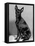 English Toy Terrier - Fall-Thomas Fall-Framed Stretched Canvas