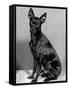 English Toy Terrier - Fall-Thomas Fall-Framed Stretched Canvas