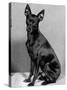 English Toy Terrier - Fall-Thomas Fall-Stretched Canvas