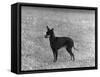 English Toy Terrier - Fall-Thomas Fall-Framed Stretched Canvas