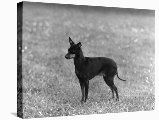 English Toy Terrier - Fall-Thomas Fall-Stretched Canvas