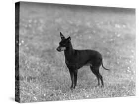 English Toy Terrier - Fall-Thomas Fall-Stretched Canvas