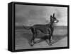 English Toy Terrier - Fall-Thomas Fall-Framed Stretched Canvas