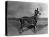 English Toy Terrier - Fall-Thomas Fall-Stretched Canvas