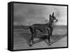 English Toy Terrier - Fall-Thomas Fall-Framed Stretched Canvas