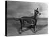 English Toy Terrier - Fall-Thomas Fall-Stretched Canvas