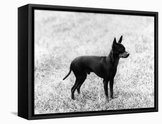 English Toy Terrier - Fall-Thomas Fall-Framed Stretched Canvas