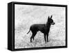 English Toy Terrier - Fall-Thomas Fall-Framed Stretched Canvas