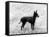 English Toy Terrier - Fall-Thomas Fall-Framed Stretched Canvas