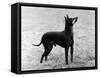 English Toy Terrier - Fall-Thomas Fall-Framed Stretched Canvas