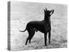 English Toy Terrier - Fall-Thomas Fall-Stretched Canvas