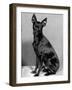 English Toy Terrier - Fall-Thomas Fall-Framed Photographic Print