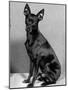 English Toy Terrier - Fall-Thomas Fall-Mounted Photographic Print