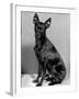 English Toy Terrier - Fall-Thomas Fall-Framed Photographic Print