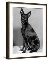 English Toy Terrier - Fall-Thomas Fall-Framed Photographic Print