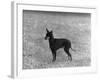 English Toy Terrier - Fall-Thomas Fall-Framed Photographic Print